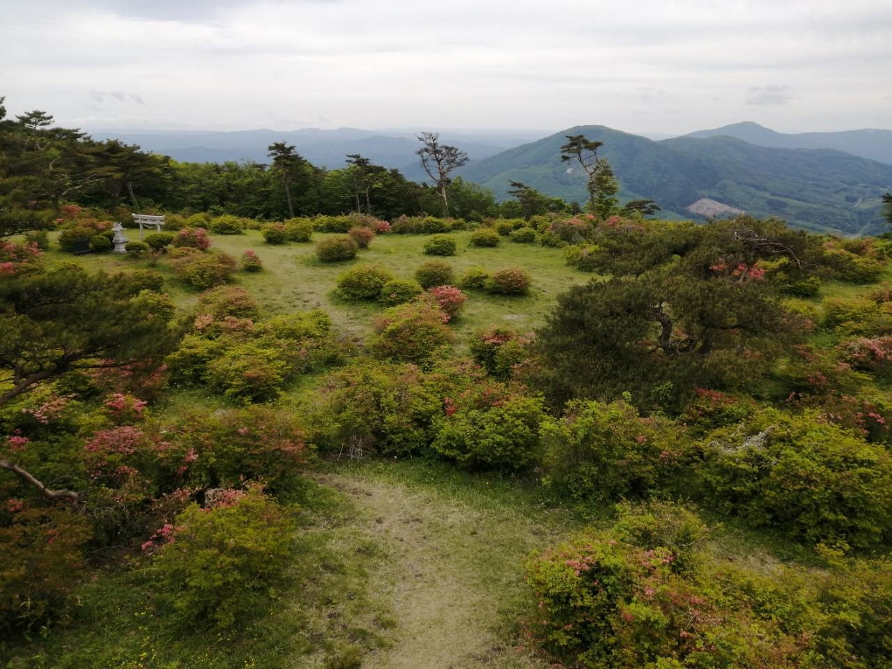 5月26日高柴山ツツジ3（展望台から神社方面）