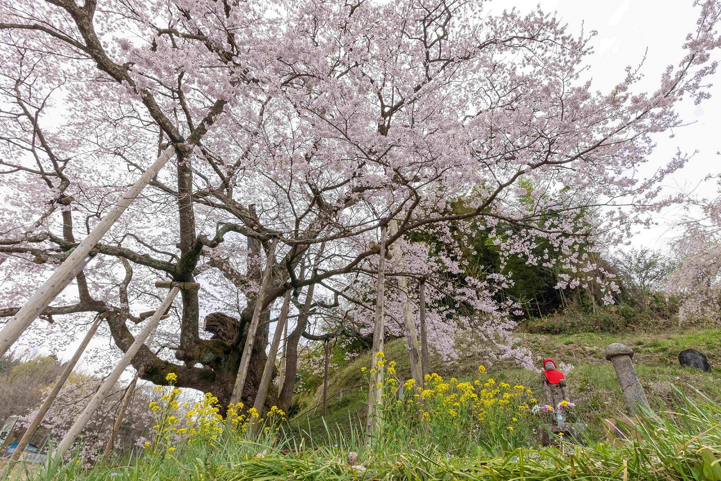 26-2-78（優秀賞：是哉寺地蔵桜：矢舘実也）