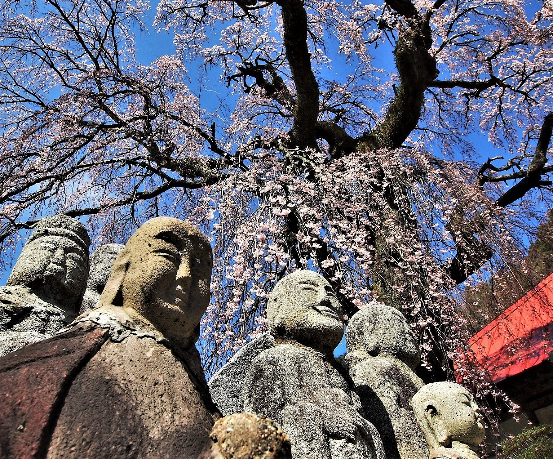 33-2-74（最優秀賞：松岳寺のしだれ桜：大山栄司）