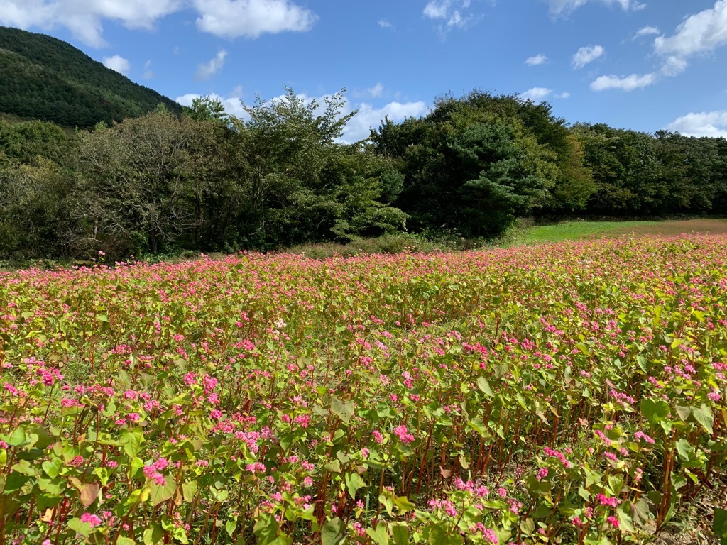 赤そば3