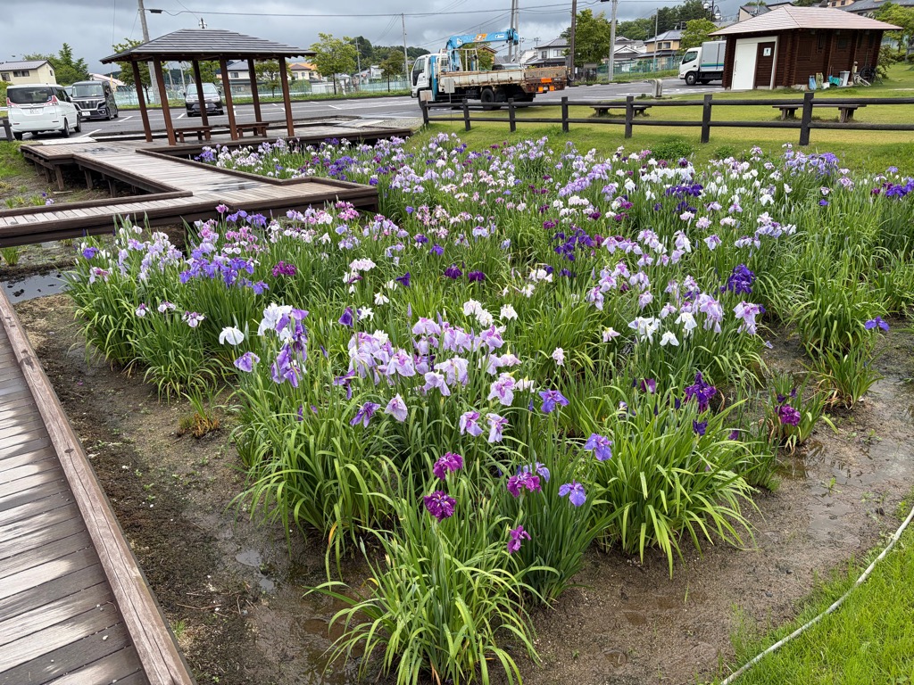 花菖蒲_260623①