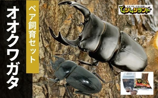 ふるさと納税、オオクワガタ