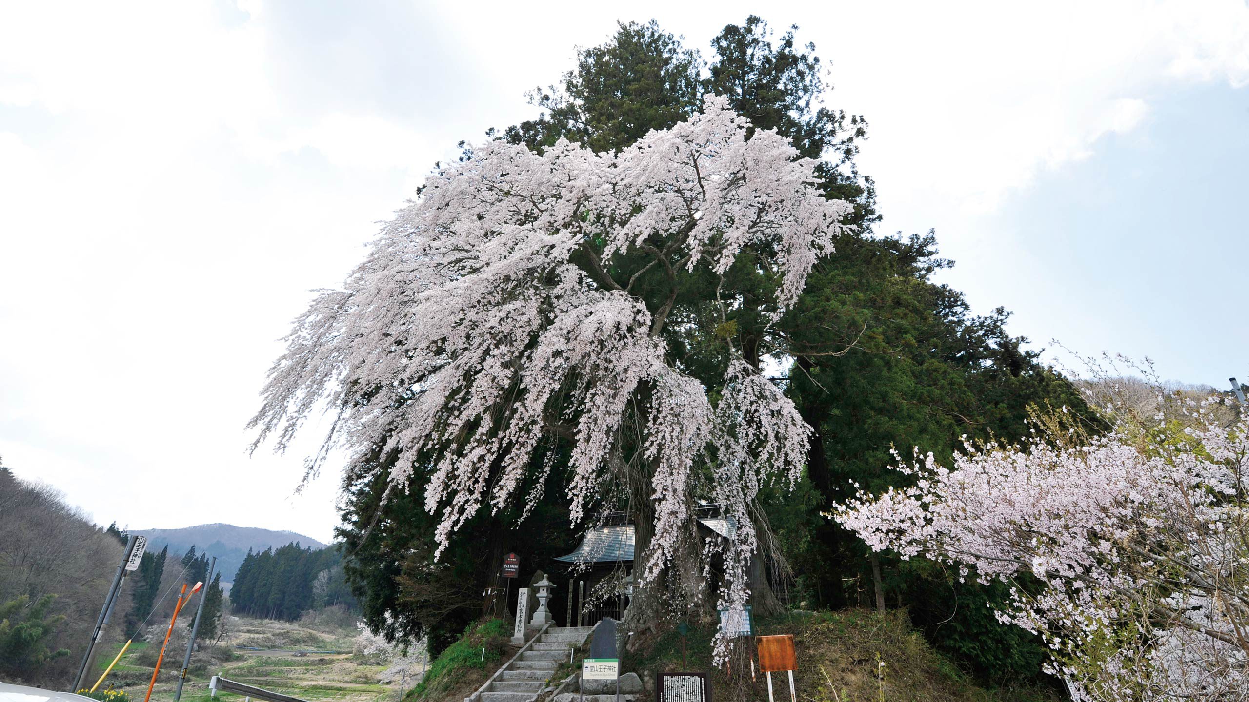 13堂山王子神社のしだれ桜