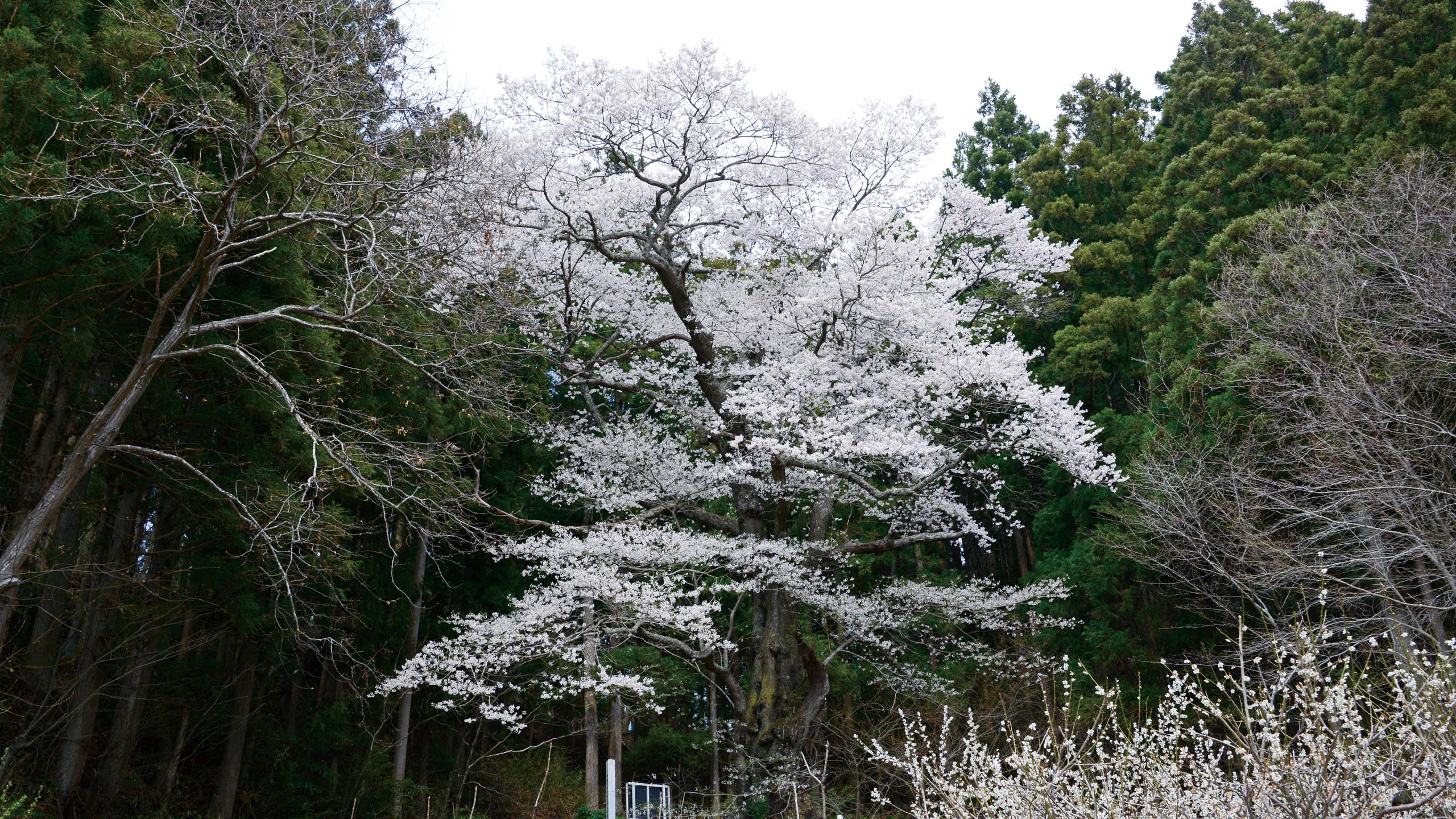 18早稲川舘ザクラ