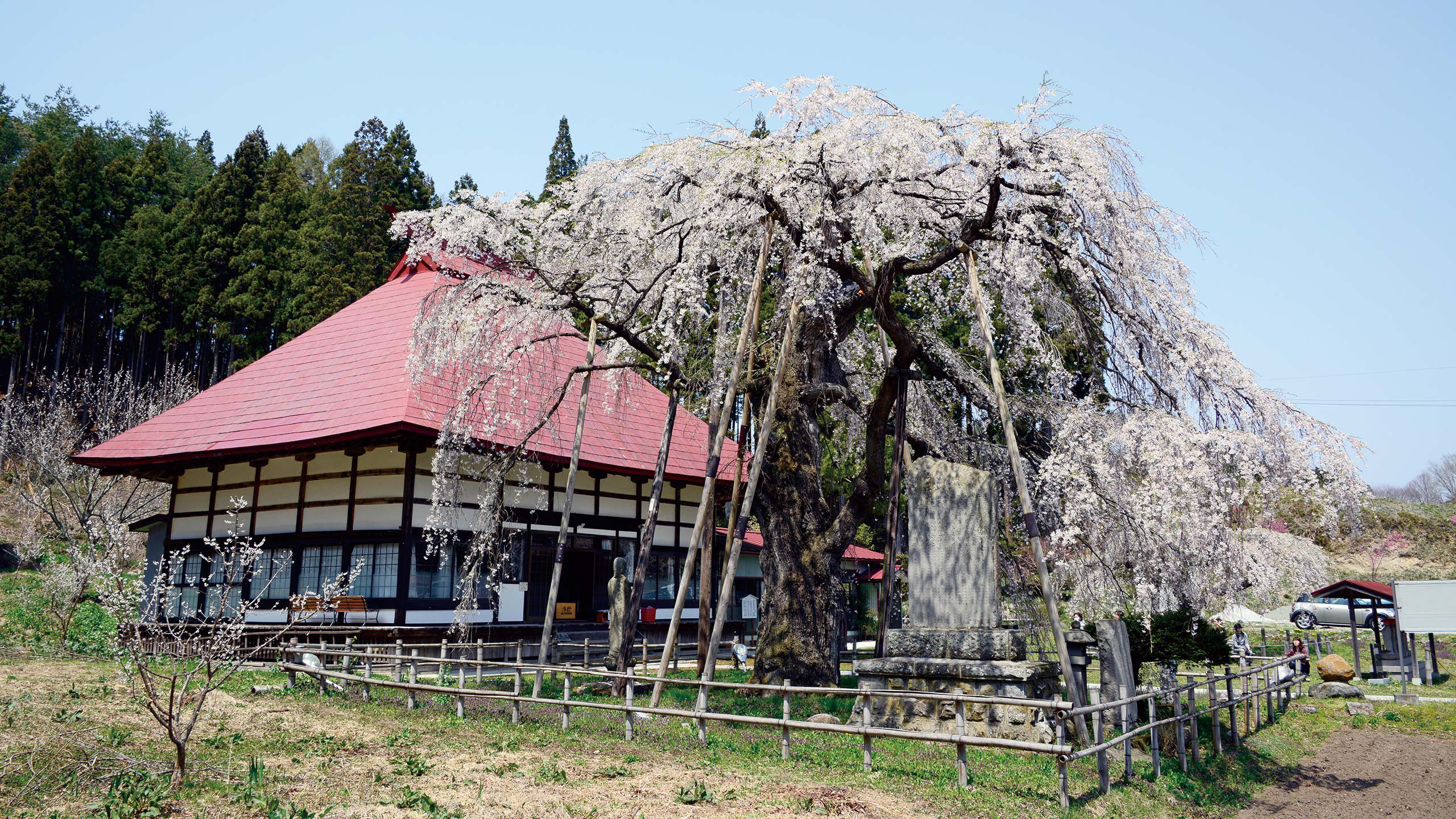 21永泉寺のサクラ