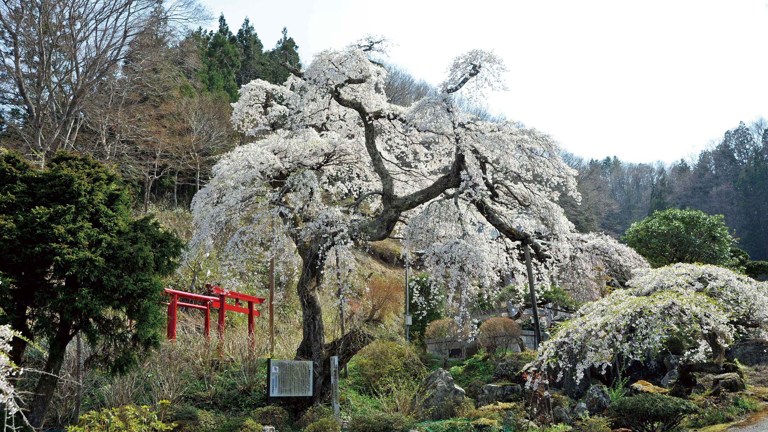 23剛叟寺の枝垂桜