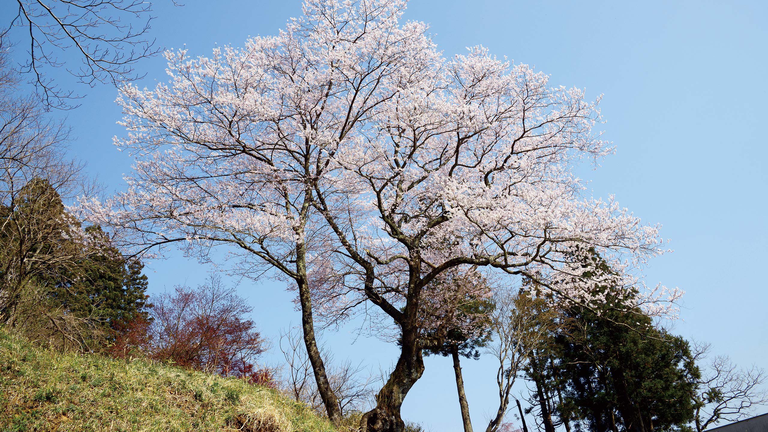 25中作の種蒔き桜