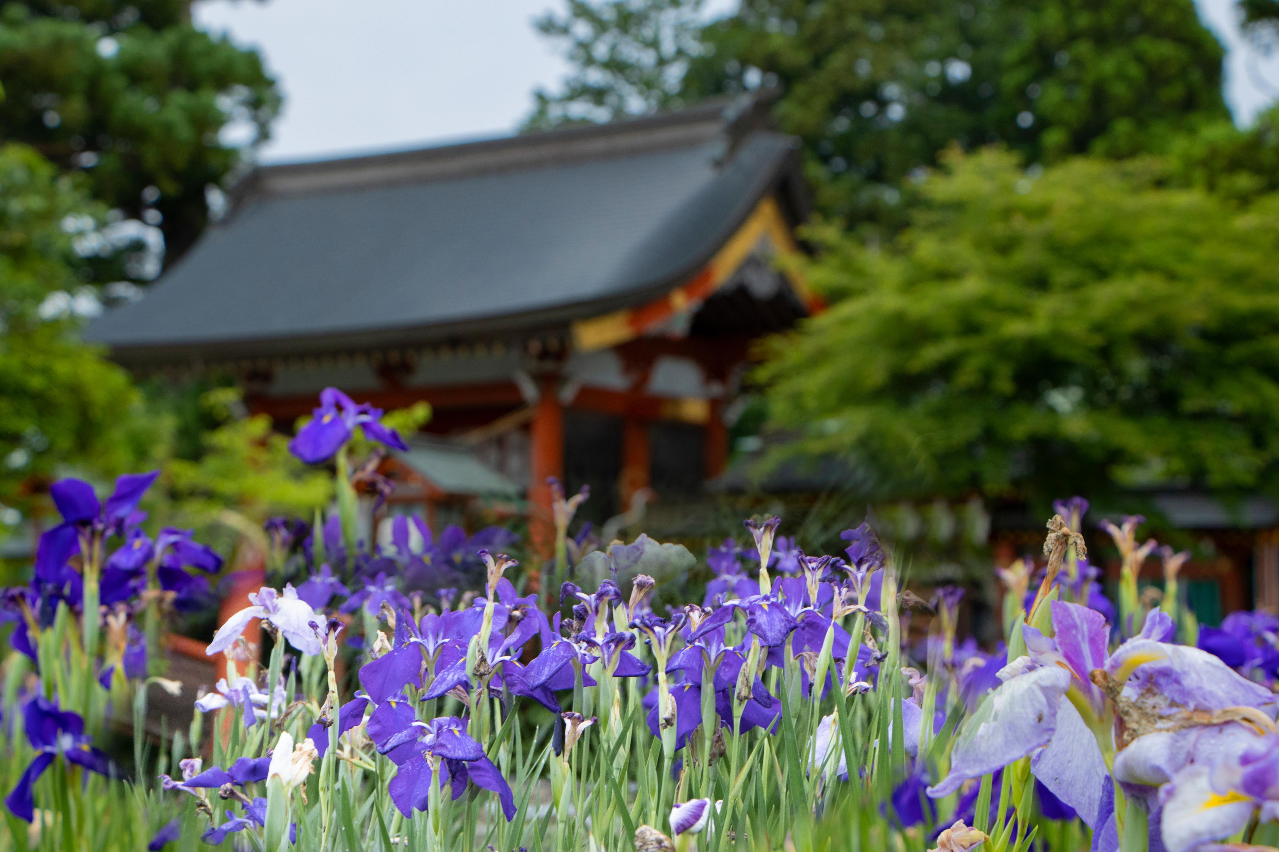 P_船引町_大鏑矢神社_0025_200630