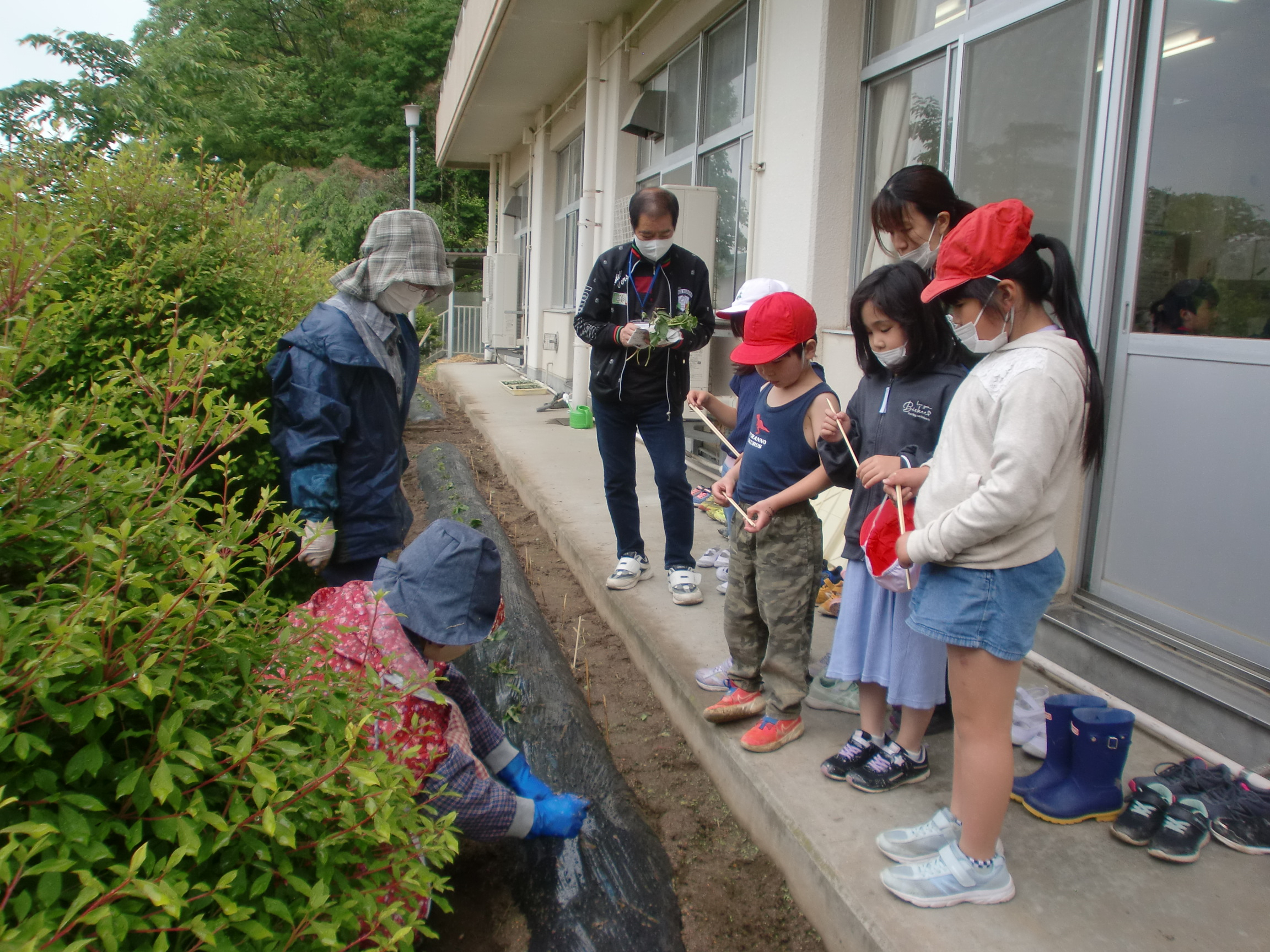 サツマイモ苗植え