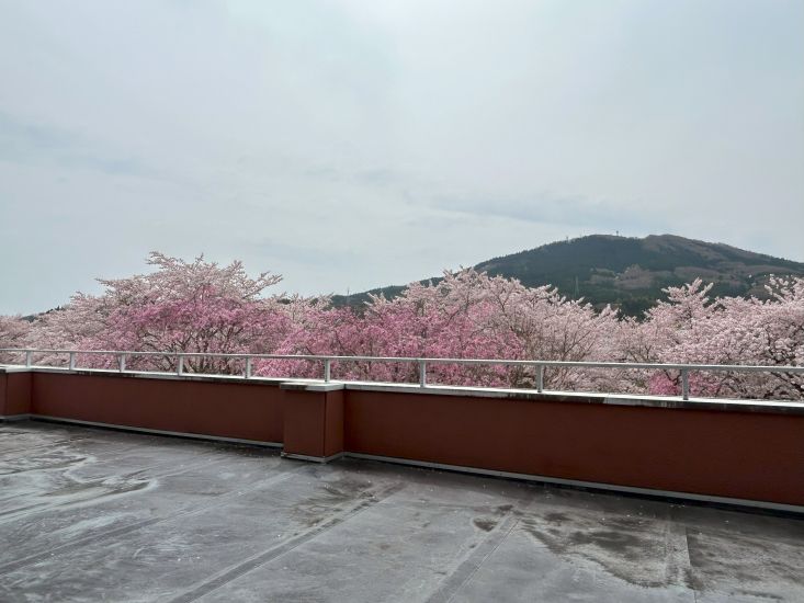 桜(図書館)