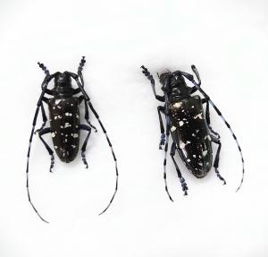 外来カミキリムシについて - 田村市ホームページ