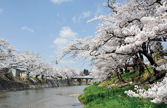 大滝根河畔の桜並木 写真