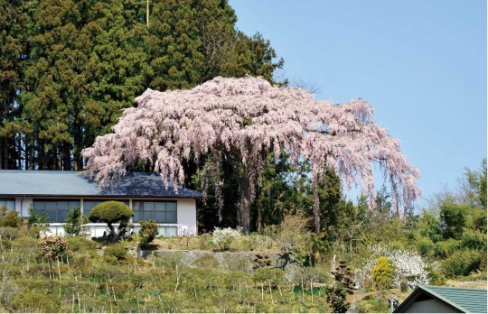 仲森の紅しだれ桜 写真
