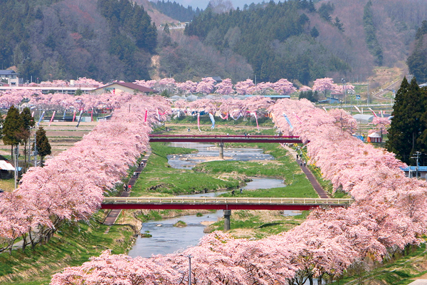 夏井千本桜 写真