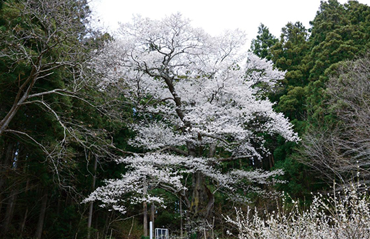 早稲川舘ザクラ 写真