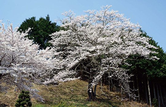 馬酔木沢の桜 写真