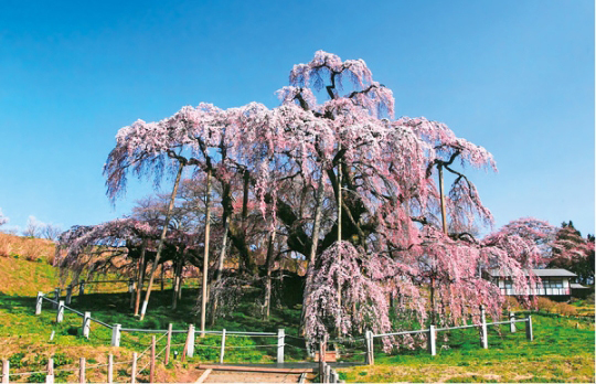 三春滝桜 写真