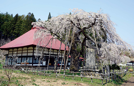 永泉寺の桜 写真
