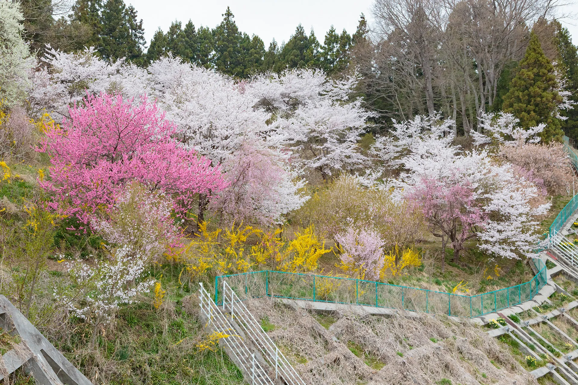 朝霧城の桜