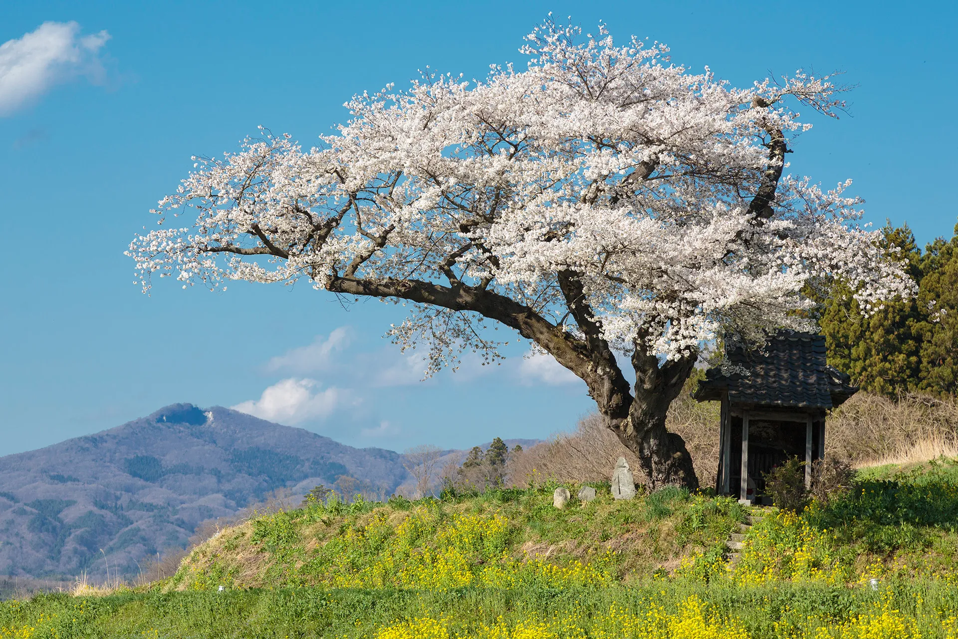 小沢の桜