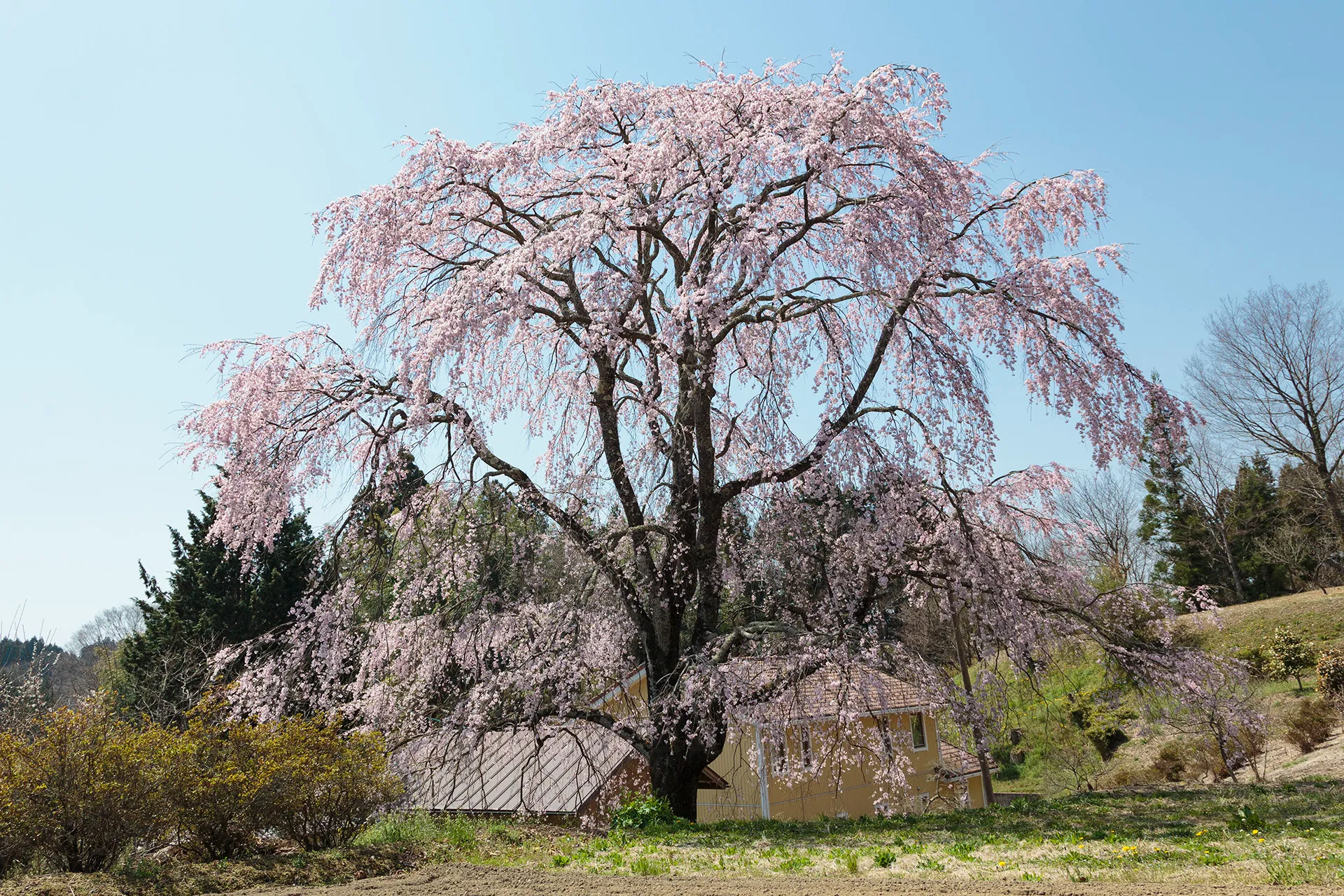 立石てっぺのベニシダレ桜