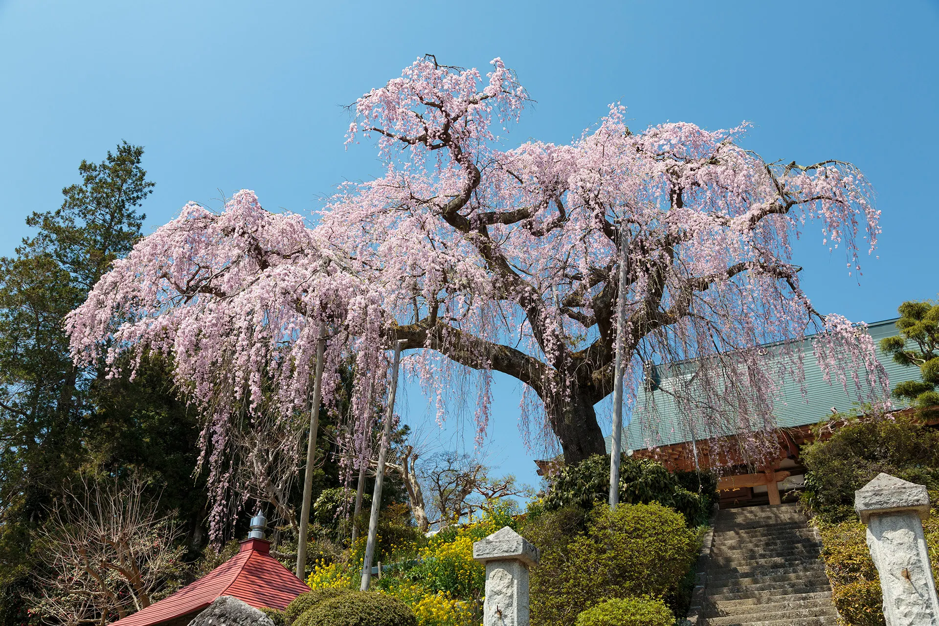大聖寺のベニシダレ