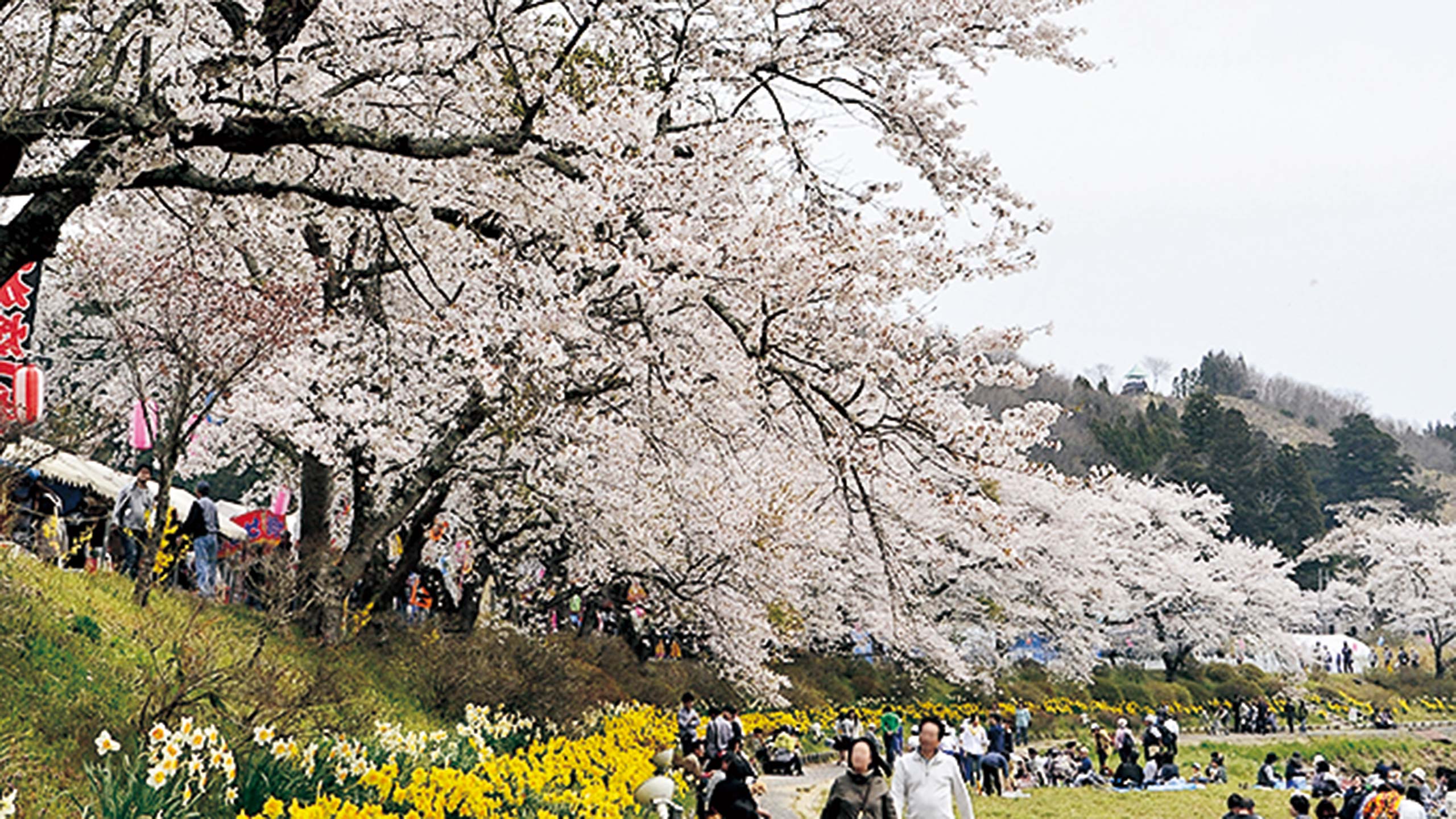 夏井の千本桜