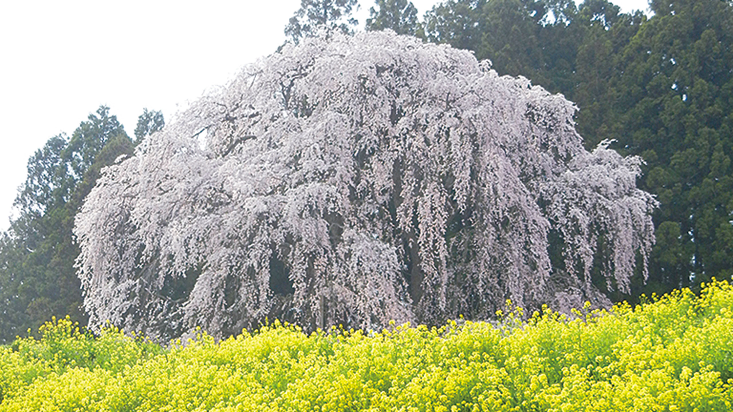 合戦場のしだれ桜