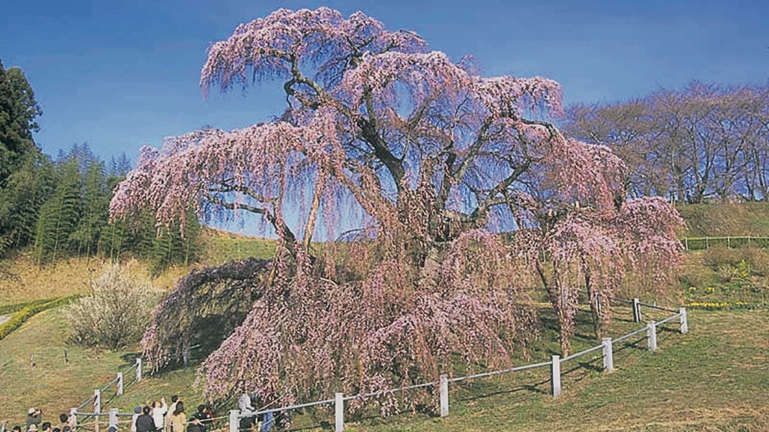 三春の滝桜