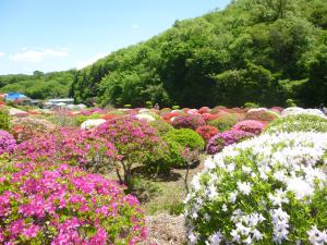 堂山つつじ公園２