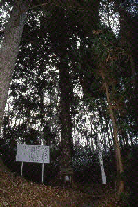 大亀神社のアスナロの写真