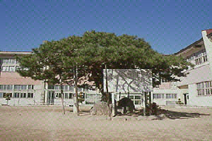 古道小学校の笠松の写真
