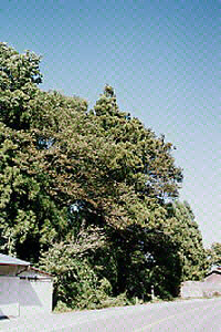 西戸観音堂の杉の写真