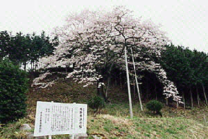 馬酔木沢の桜の写真