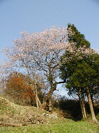 中作の種蒔き桜の写真