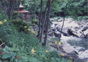嘉相滝のニッコウキスゲの写真