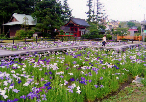 大鏑矢ふれあい公園の花菖蒲の写真