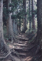 文殊堂の杉並木の写真